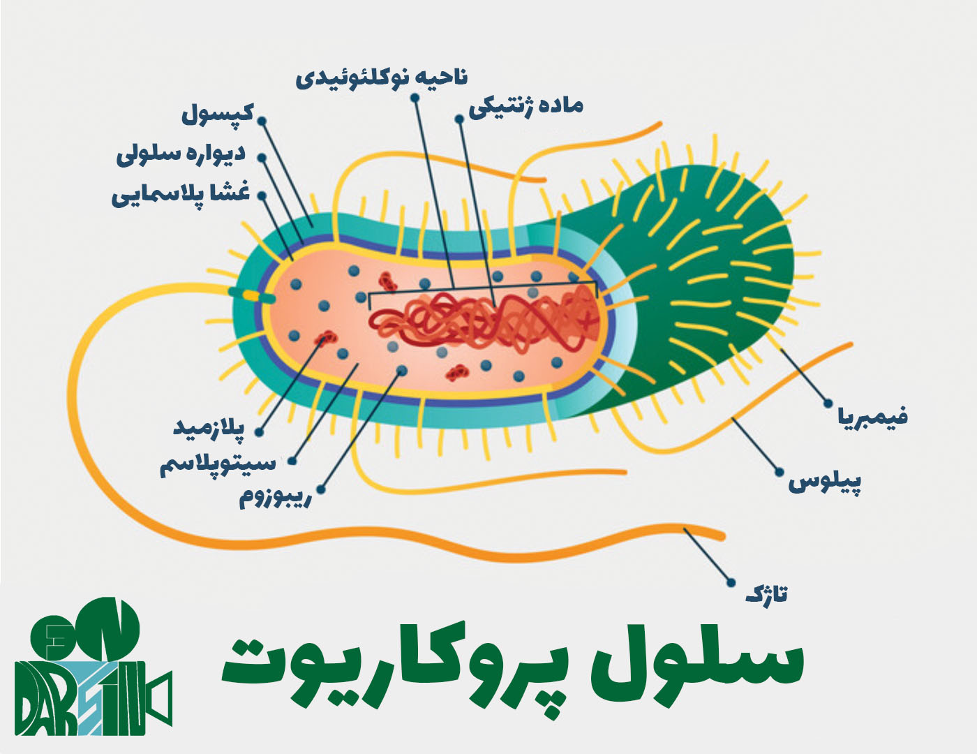 سلول پروکاریوتی - باکتری و جزییات آن